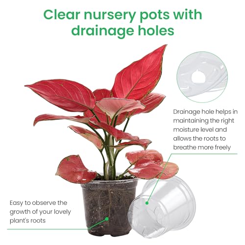 Clear Nursery Pots with Drainage Holes (30 Count)