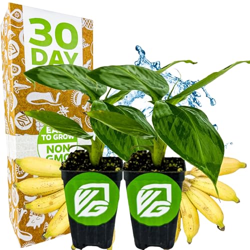 Truly Tiny Banana Tree (Truly Tiny)