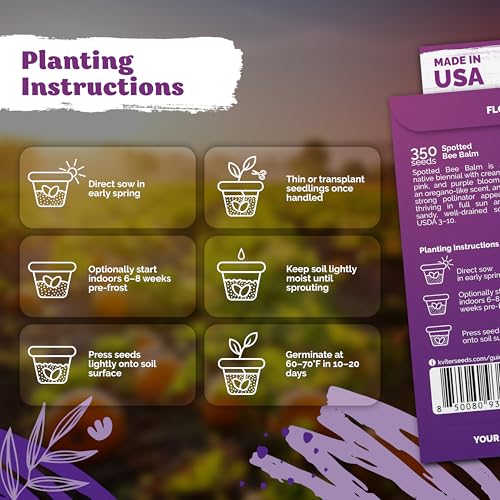 350 Spotted Bee Balm Heirloom Flower Seeds for Planting