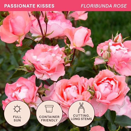 Heirloom Floribunda Roses (Passionate Kisses)