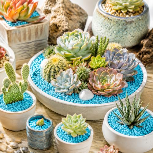 Blue Succulent and Cacus Gravels