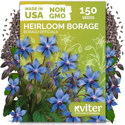 150 Borage Heirloom Herb Seeds for Planting
