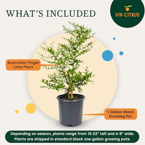 Australian Finger Lime Tree Live Plant 13 (Australian Finger Lime)