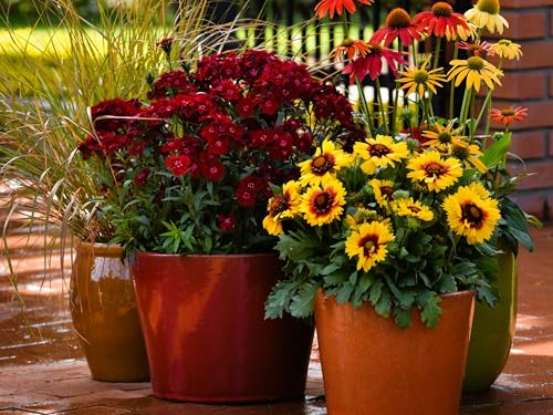 Live Perennial Plants (1 Pot)