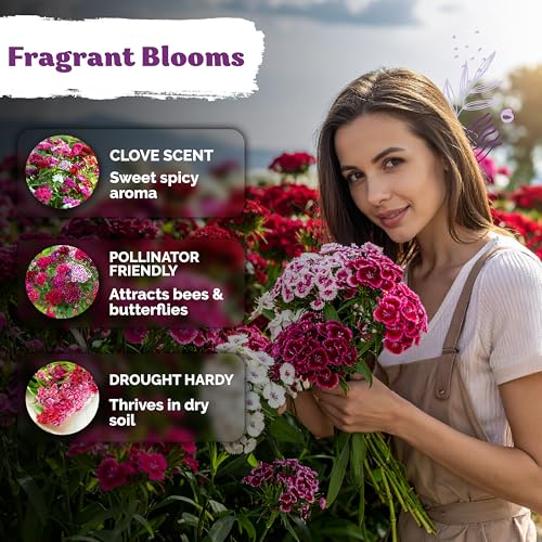 5 000 Mix Sweet William Heirloom Perennial Flower Seeds