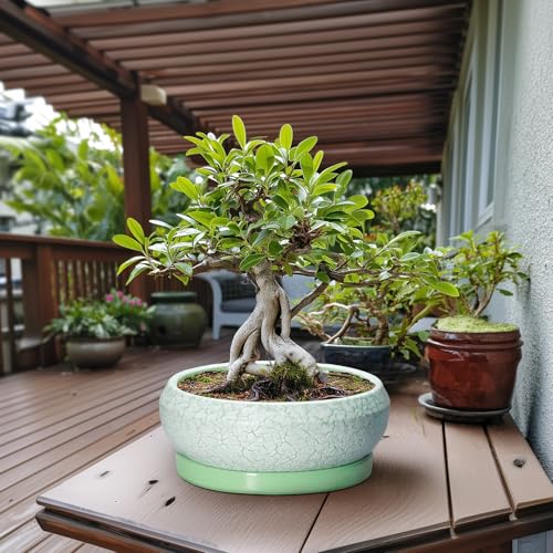 Bonsai Pots 13 Inch Ceramic Succulent Pots for Indoor Outdoor (13 Inch / Bright Green-white)