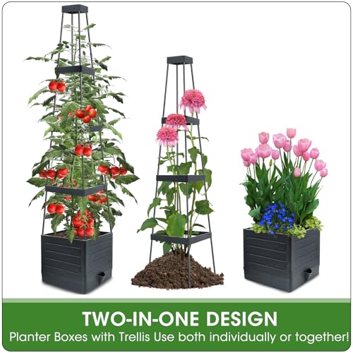 Tomato Planter Boxes with Trellis Outdoor
