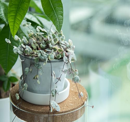 4 Inch Plastic Plant Saucer Water Drip Tray