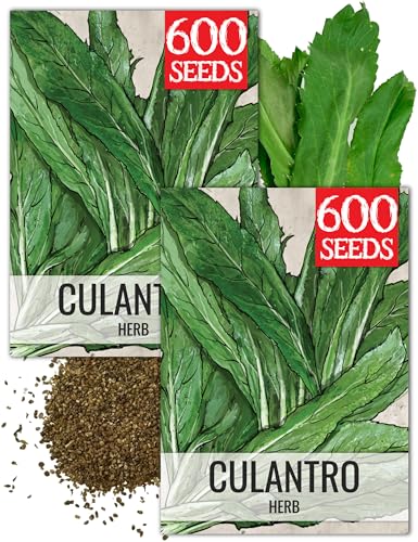 Culantro Seeds to Plant Heirloom Non (2 Packs)