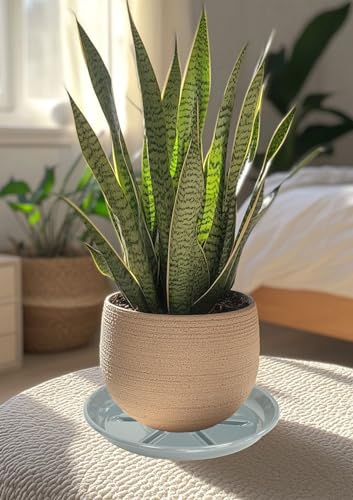 6 Pack of Plant Saucer 8 inch (8in*6 / Gray)