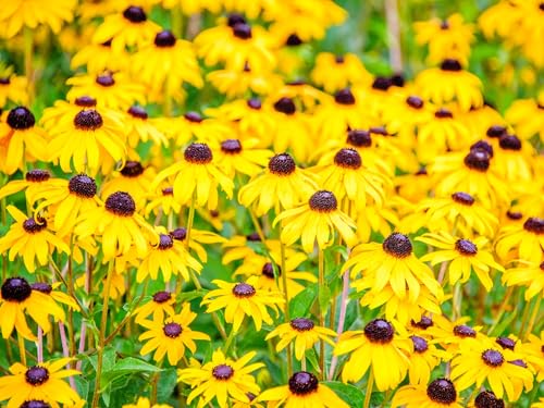 Live Perennial Plants (2 Pots)