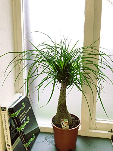 Ponytail Palm (3 Count)