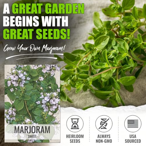Sweet Marjoram Seeds to Plant Heirloom Non (2 Packs)