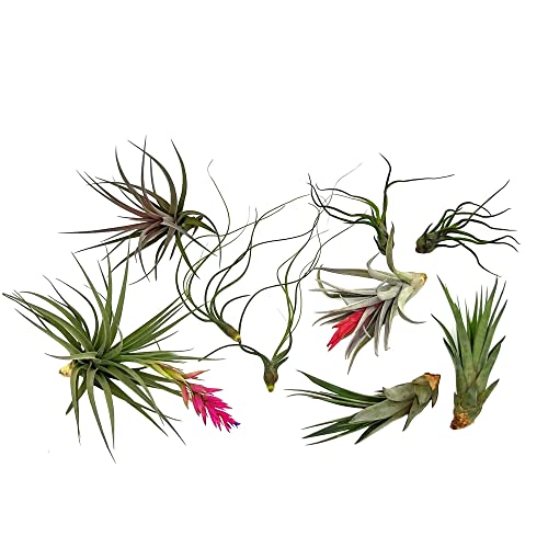 Air Plants Loki Gift Box (8 Count)