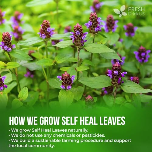 Premium Self Heal Leaves Loose Leaf Tea (4oz)