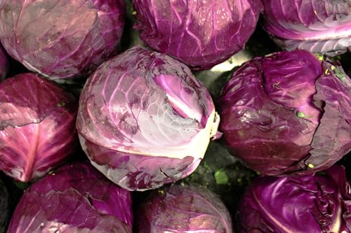 200+ Red Acre Cabbage Seeds for Planting Outdoors