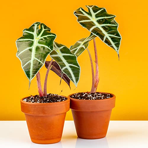 200 Pcs Mini 2" Terracotta Pot Bulk Small Plant Pots