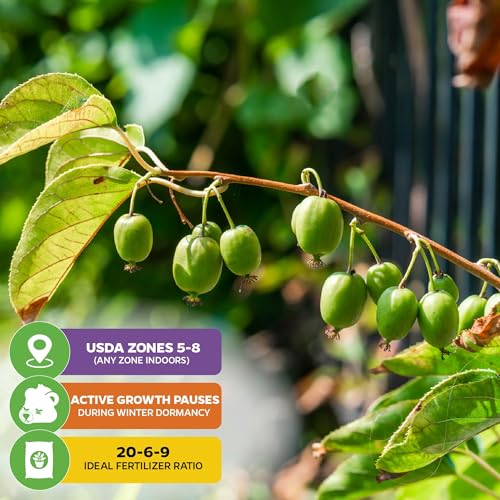 Issai Kiwi Vine (Issai Kiwi)