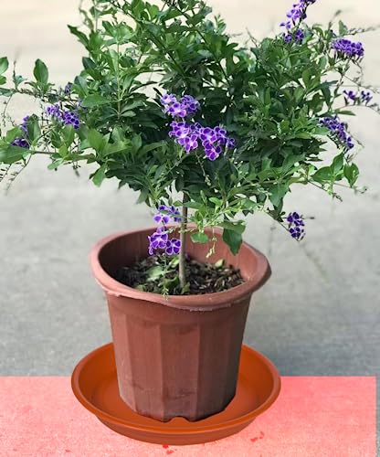 Plant Saucer Pot Tray 10 inch (10" - 6 Pack / Terracotta)