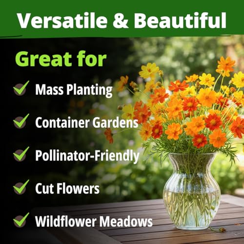 Cosmos Bright Lights Mix 5000 Flower Seeds Cosmos sulphureus