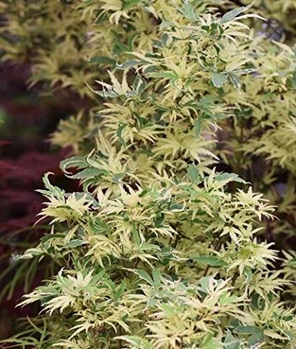 Inaba Shidare Weeping Laceleaf Japanese Maple (Trade Gallon Pot / Inaba Shidare)