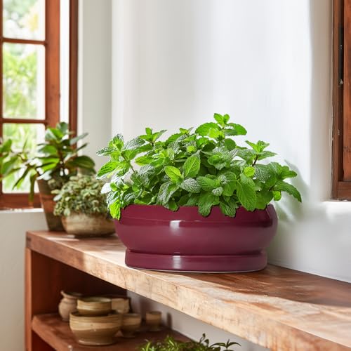 Bonsai Pots 10 Inch (10 Inch / Wine Red)