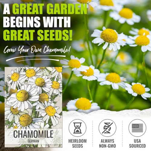 German Chamomile Seeds to Plant Heirloom Non (2 Packs)