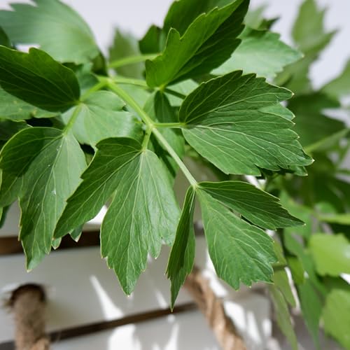 Lovage Seeds to Plant Heirloom Non (5 Packs)