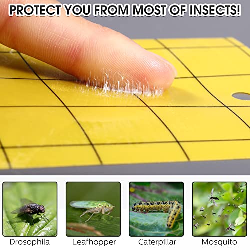 50 Pcs Yellow Sticky Trap for Gnats 3 x 5'' Dual Side (3'' X 5'' / Yellow)