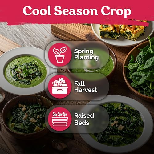 500 Viroflay Spinach Heirloom Vegetable Seeds