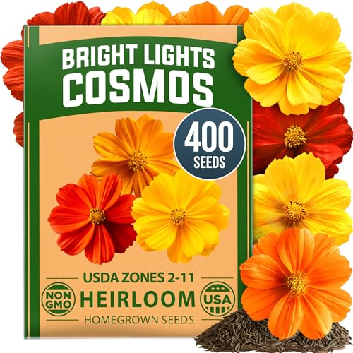 Cosmos Bright Lights Mix 400 Flower Seeds Cosmos sulphureus