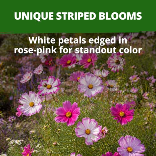 Candystripe Cosmos Seeds