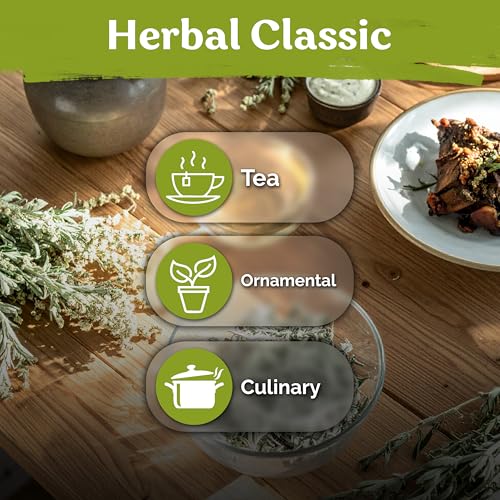 1 250 Wormwood Heirloom Herb Seeds for Planting