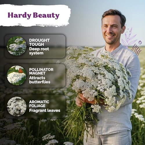 7 000 White Yarrow Heirloom Flower Seeds for Planting