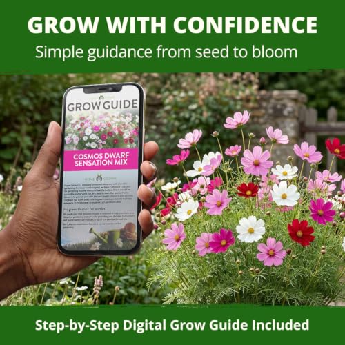 Sensation Dwarf Mix 600 Cosmos Flower Seeds Cosmos bipinnatus