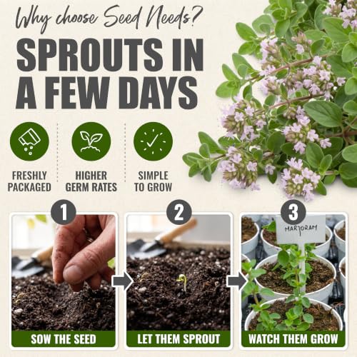 Sweet Marjoram Seeds to Plant Heirloom Non (5 Packs)