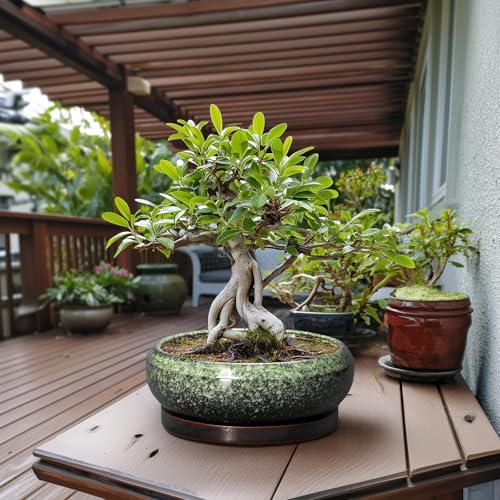 Bonsai Pots 13 Inch Ceramic Succulent Planters Indoor (13 Inch / Retro Green)