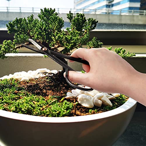 Bonsai Basics Set