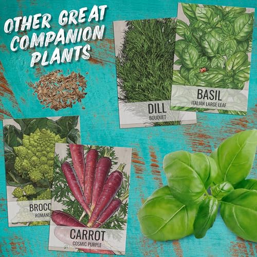 Cilantro Seeds to Plant Slow Bolting Heirloom & Non (5 Packs)