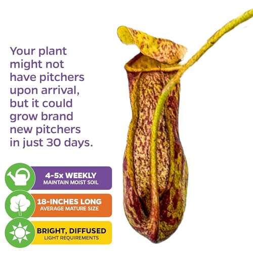 St. Gaya Pitcher Plants (St Gaya)