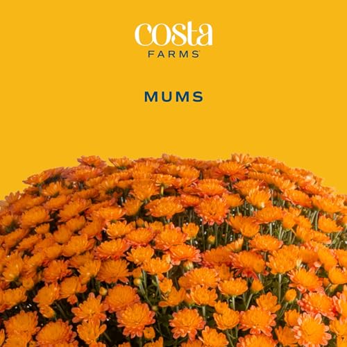 Garden Mums Live Outdoor Plant (Bushel Basket Flower Pot / 3 Qt. (Pack of 2) / Orange)
