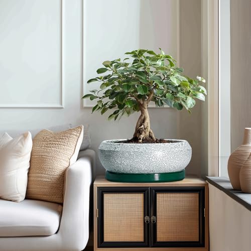 Bonsai Pots 13 Inch (13 Inch / Blackish Green-white)