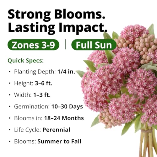 Common Milkweed 150 Flower Seeds Asclepias syriaca