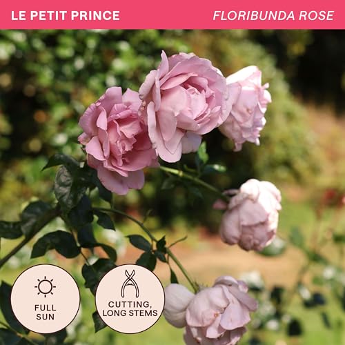 Heirloom Floribunda Roses (Le Petit Prince)