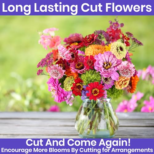 Zinnia Seeds for 2026 Planting Outdoors