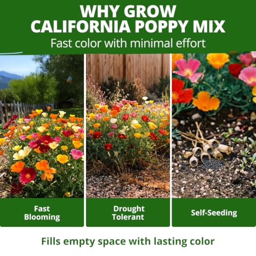 Poppy Seeds Formula Mix