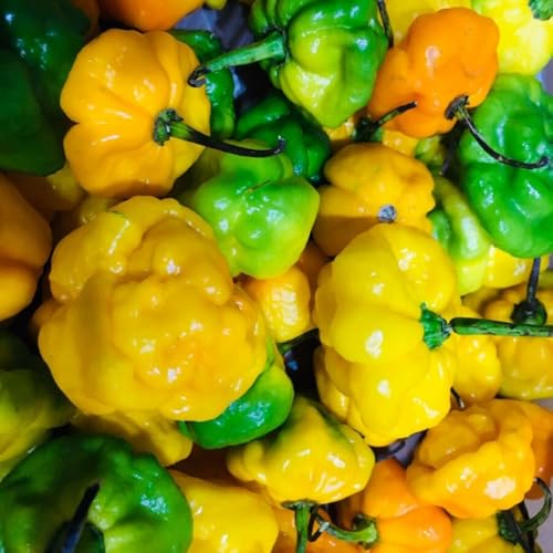 2 Yellow Jamaican Scoth Pepper Plants Live (Yellow Jamaican Scoth Bonnet Pepper)