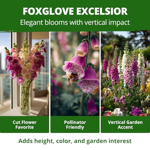 Foxglove Excelsior Mix 8000 Flower Seeds Digitalis purpurea