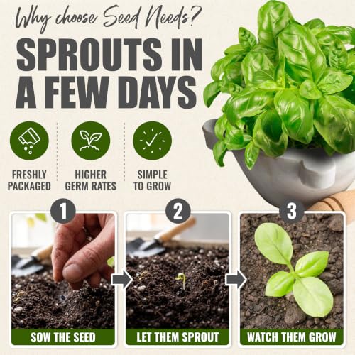 Genovese Sweet Basil Seeds Heirloom Non (5 Packs)