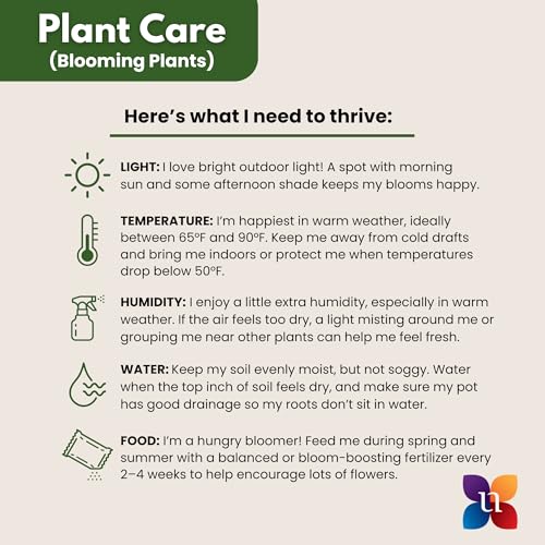 White Bird of Paradise Live Plant 10 inch Pot United Nursery (Black Decorative Pot / 10-inch Pot)